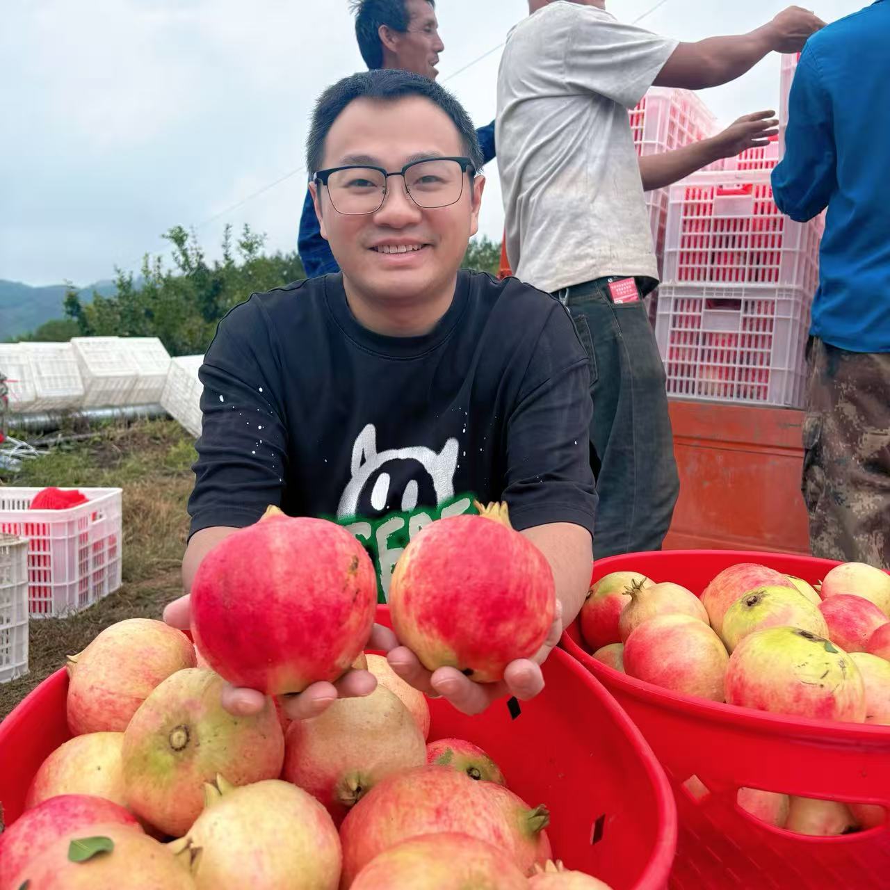 【刘老师专属】四川大凉山会理软籽石榴新鲜采摘水果纯甜爆汁