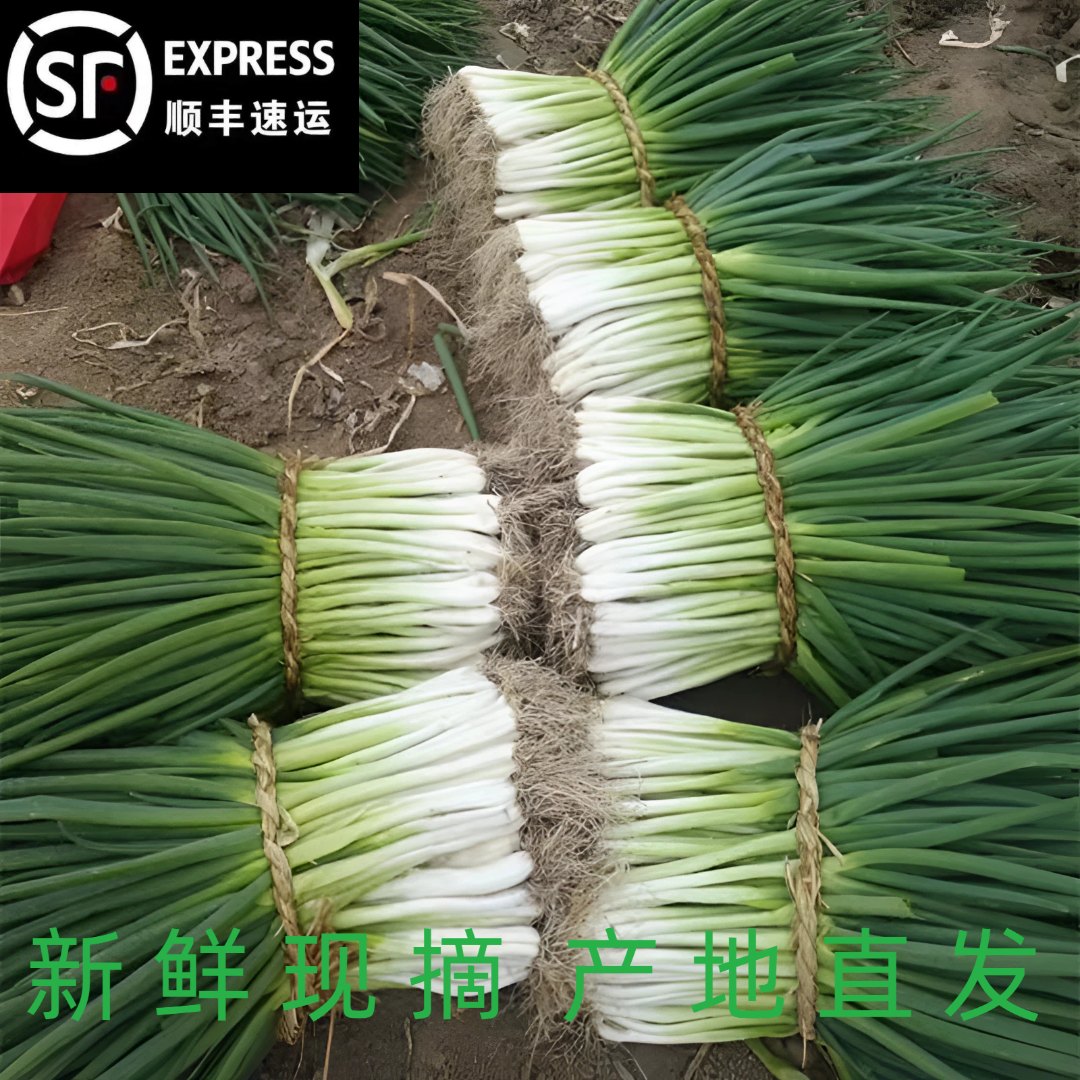 【顺丰包邮】安徽分葱新鲜农家种植现挖可生吃沾酱带须可育苗盆栽
