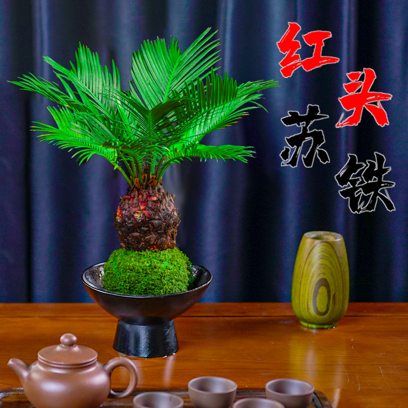 苔藓球铁树水培植物室内桌面创意盆栽好养易活四季常青茶桌新宠