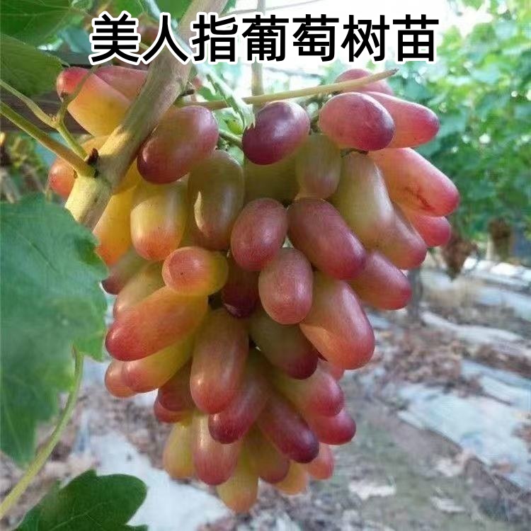 葡萄树苗嫁接美人指葡萄果树苗南方北方庭院种植盆栽地栽葡萄树苗
