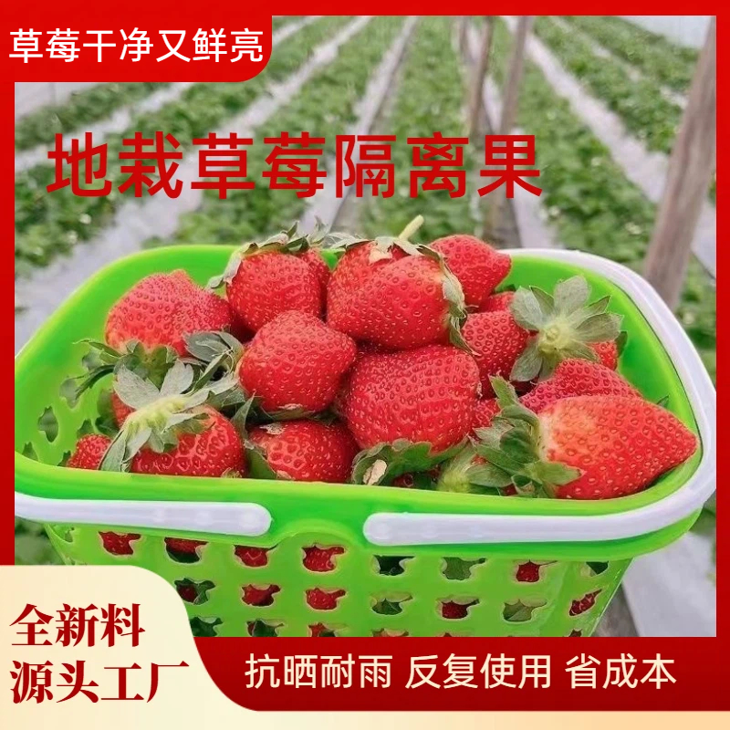 草莓专用托果网垫地栽高架草莓隔离网兜托架白色遮阳网大棚果托网