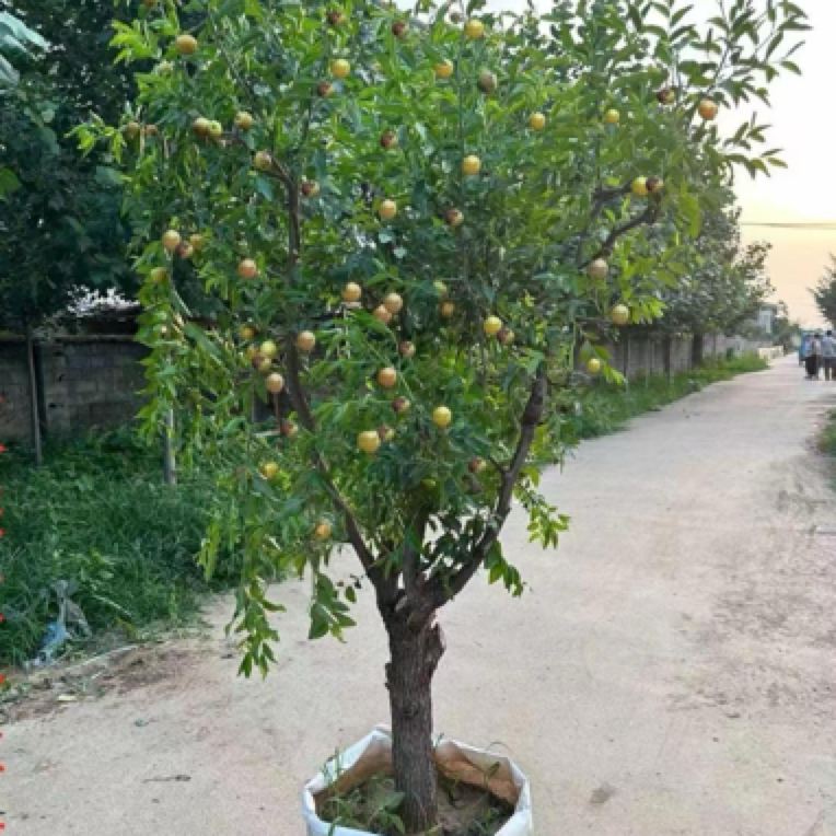 沾化二代冬枣树冰糖脆枣老桩枣树南方北方都能种当年成活发财树