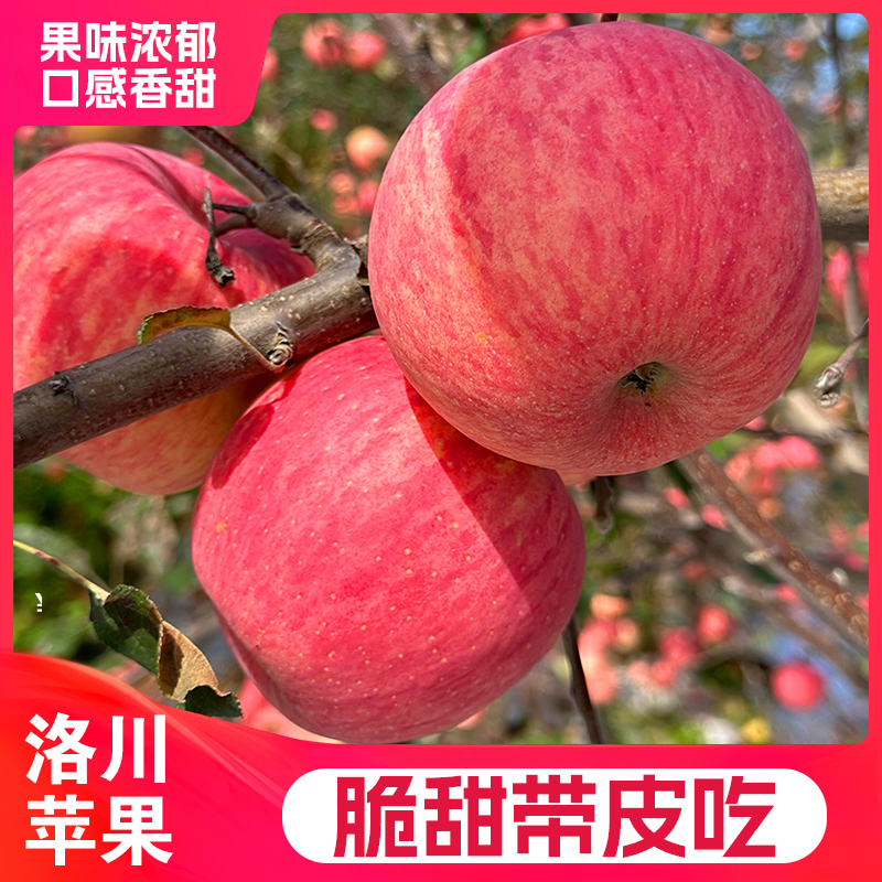【产地直发】正宗陕西洛川苹果红富士当季时令新鲜水果脆甜多汁整箱