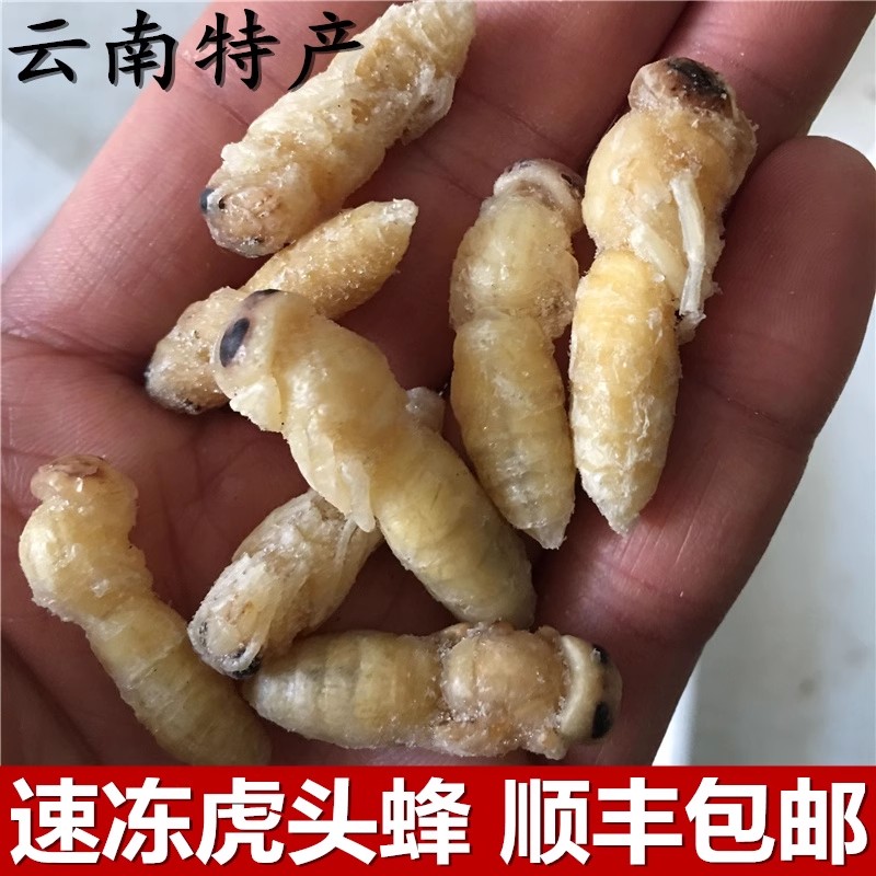 云南特产虎头蜂野生大蜂蛹鲜新活体冰冻大马蜂农家地峰包邮