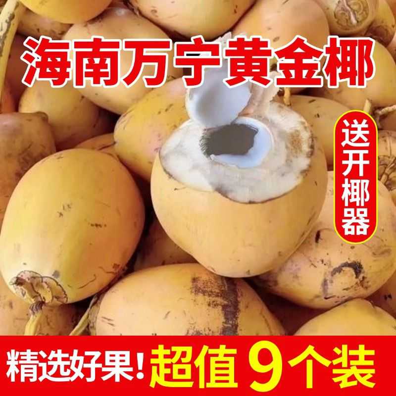 正宗海南万宁黄金椰子新鲜老椰子孕妇椰青多汁香甜产地现摘水果