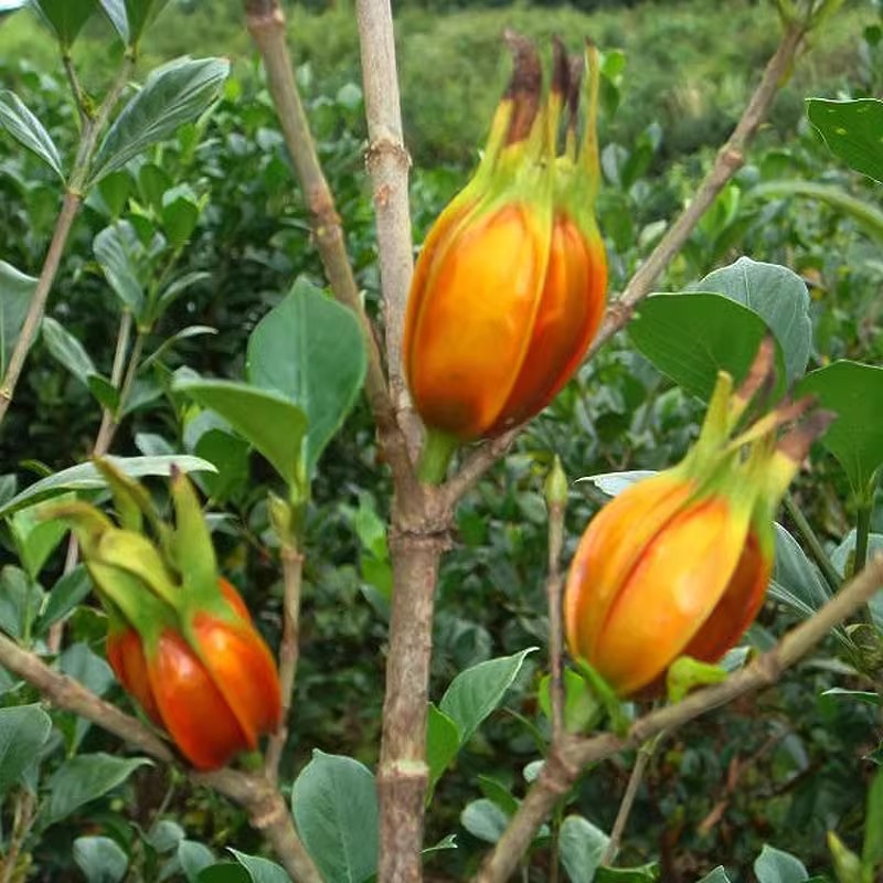 现挖黄栀子树苗室内开白花盆栽绿化结果原生山栀子庭院阳台花卉