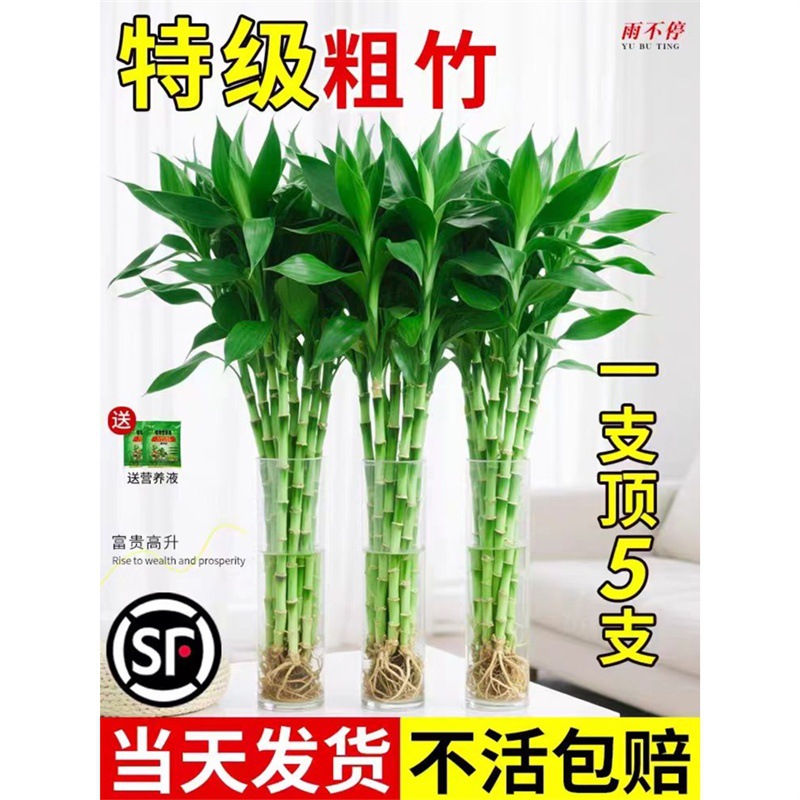 带根富贵竹竹子水培植物室内客厅好养粗杆节节高绿植室内绿植盆栽