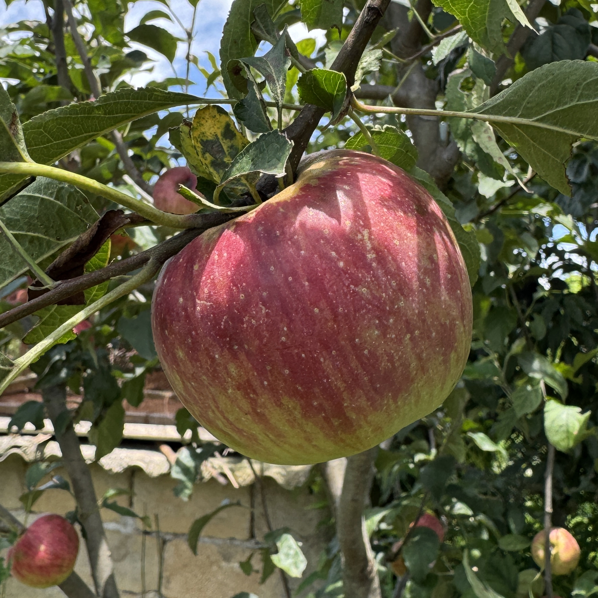 嫁接南方苹果苗早熟新品种脆夏红苹果树苗南方北方庭院种植果树苗