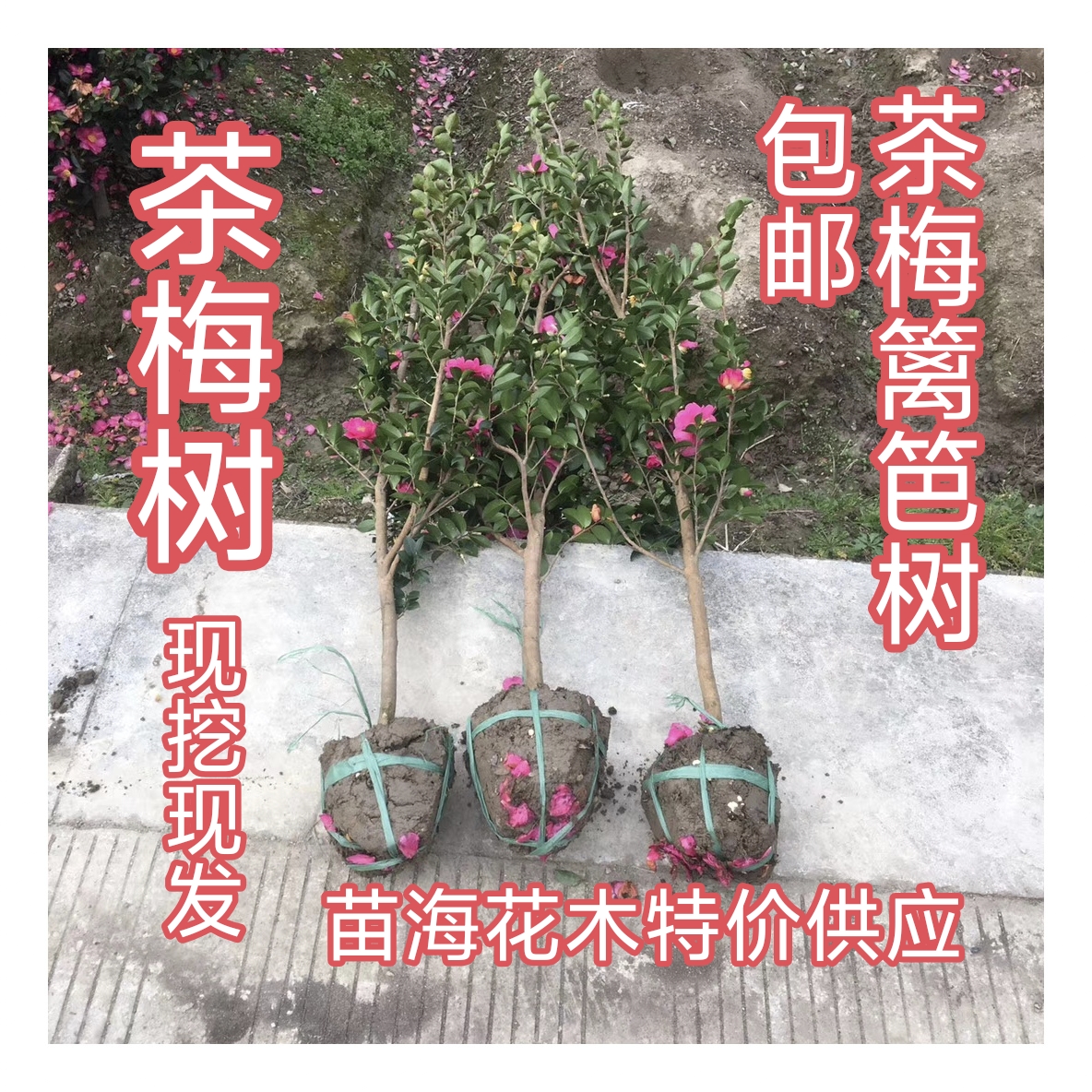 特价一件就发耐寒抗旱茶梅树茶梅篱笆绿植（包邮，可直接拍下发货）