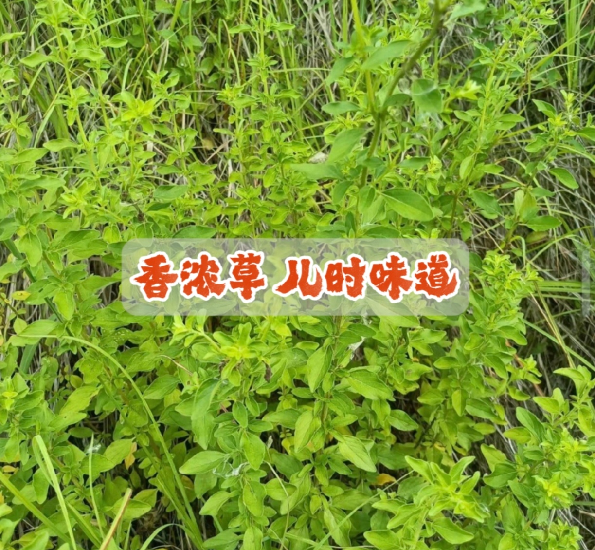 【阆乡汇】乡下山坡采摘的香龙草2两半斤一斤赵万金推荐