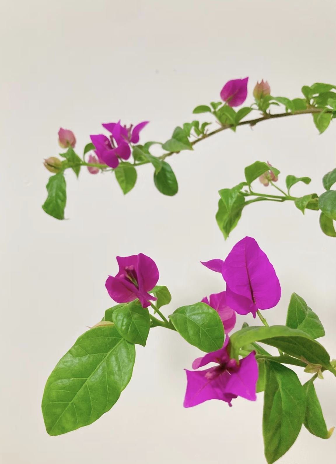 【安格斯-云南紫】护心土球发货 掉花落叶不售后 介意慎拍