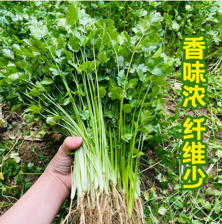 香菜种子大叶芫荽阳台种菜春秋季播家庭盆栽庭院阳台地栽蔬菜种籽