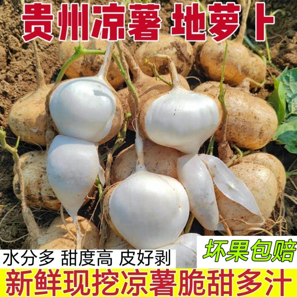 贵州安顺新鲜地萝卜凉薯脆甜多汁沙地种植皮薄肉厚当季水果沙葛