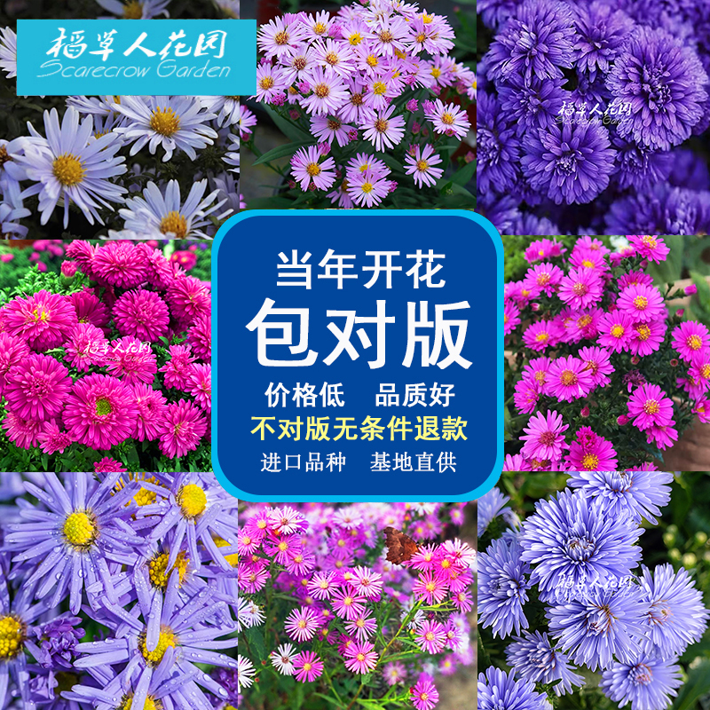 野路菊紫菀荷兰菊莎夏纽约妮可伊娃蓝宝石小卡罗秋语安冬野甘菊