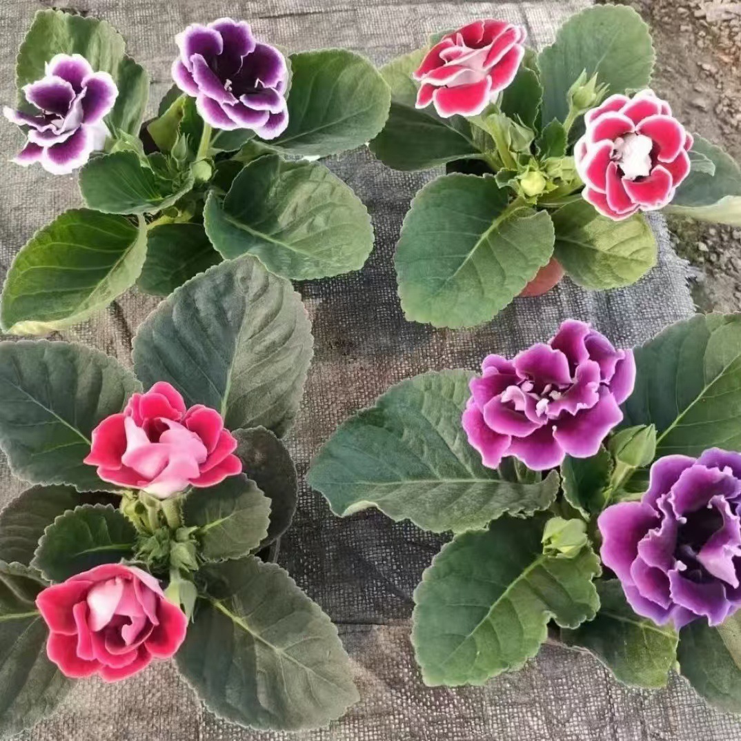 重瓣大岩桐花苗富贵芙蓉花卉室内观赏盆栽带花苞基地直发四季开花