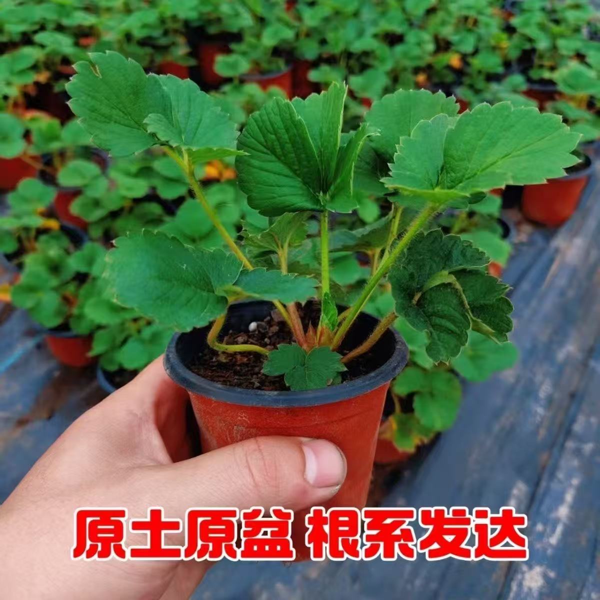 （5颗带盆+带土发货）草莓苗穴盘苗四季盆栽红颜草莓幼秧苗四季结果
