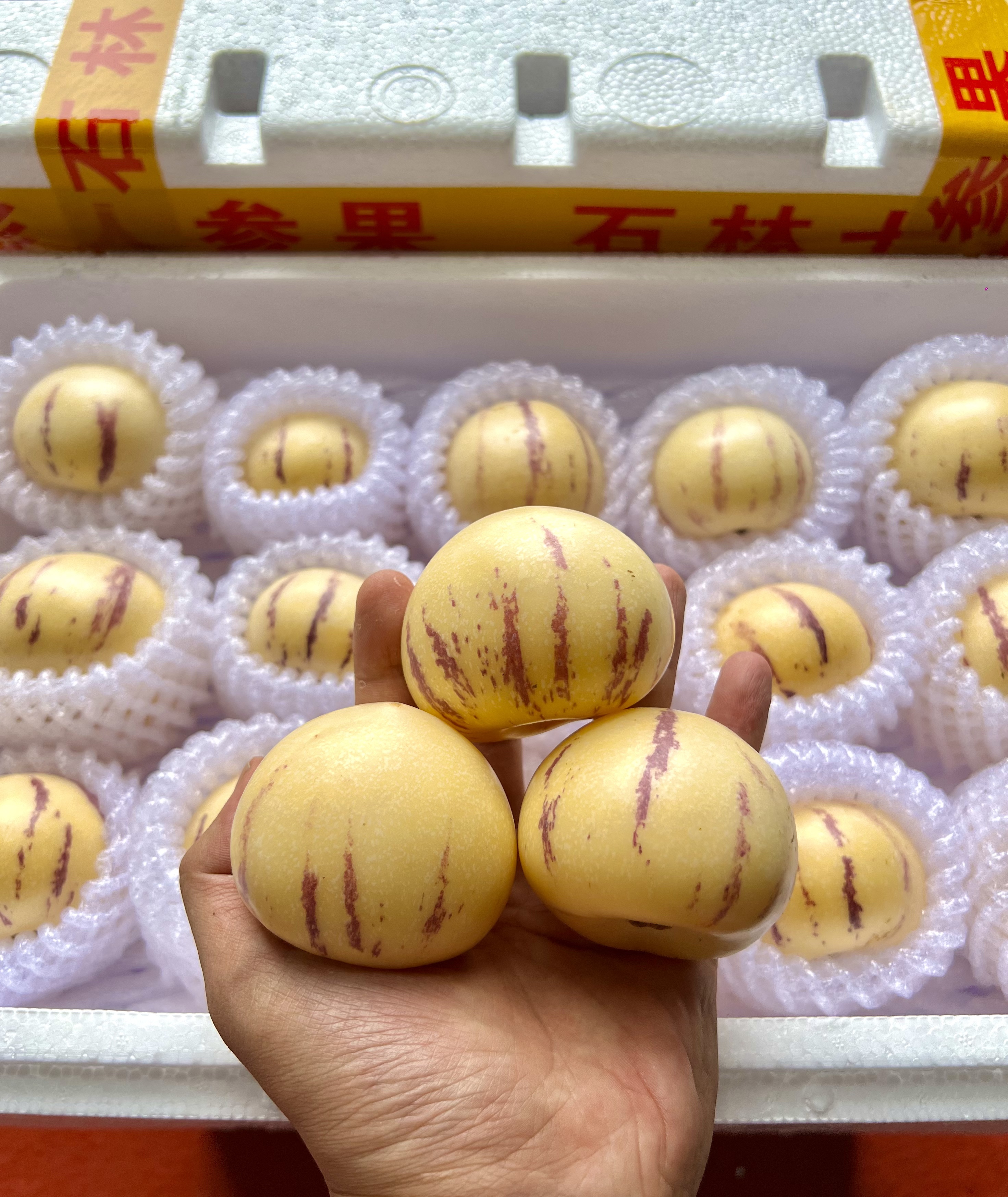 【产地直发】云南石林黄肉人参果新鲜应季清甜低糖多汁圆果自然树熟