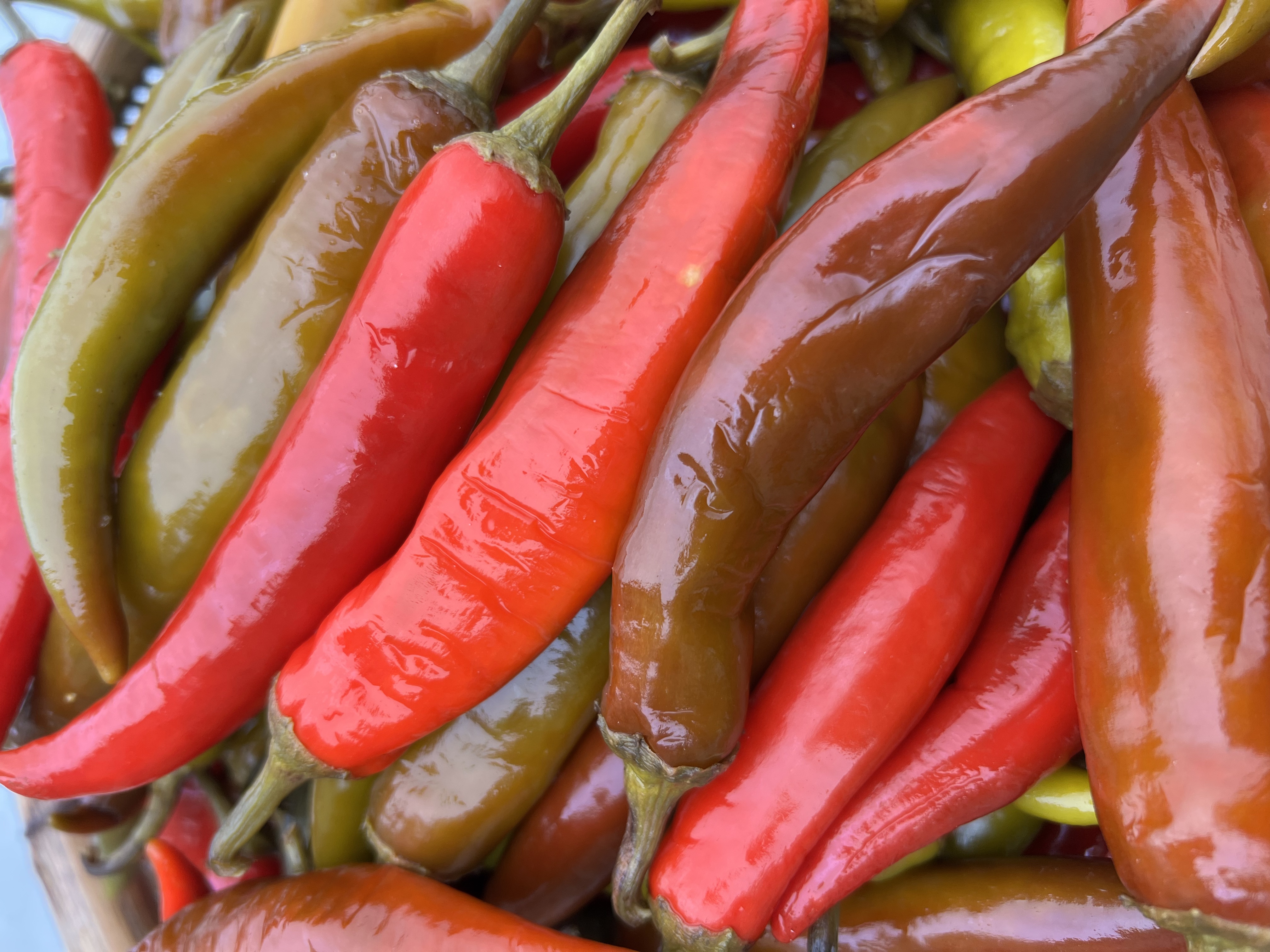 常德特产农家瓦坛酸辣椒，咸淡适中，口感清脆（2斤包邮）