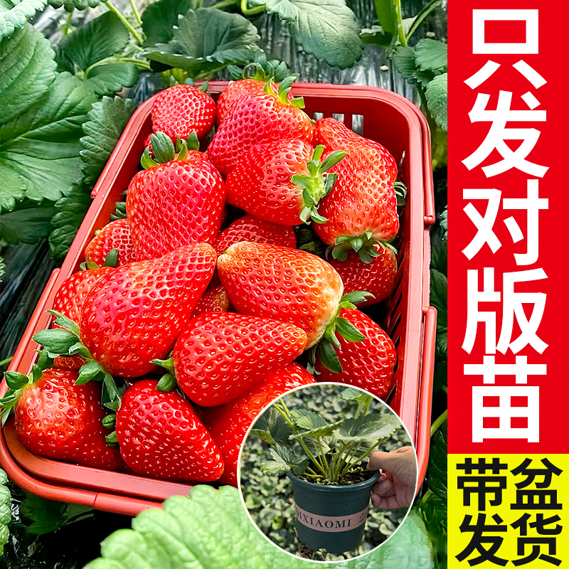 【头茬原盆原土】草莓苗甘甜多汁盆栽室内四季草莓苗种植居家阳台