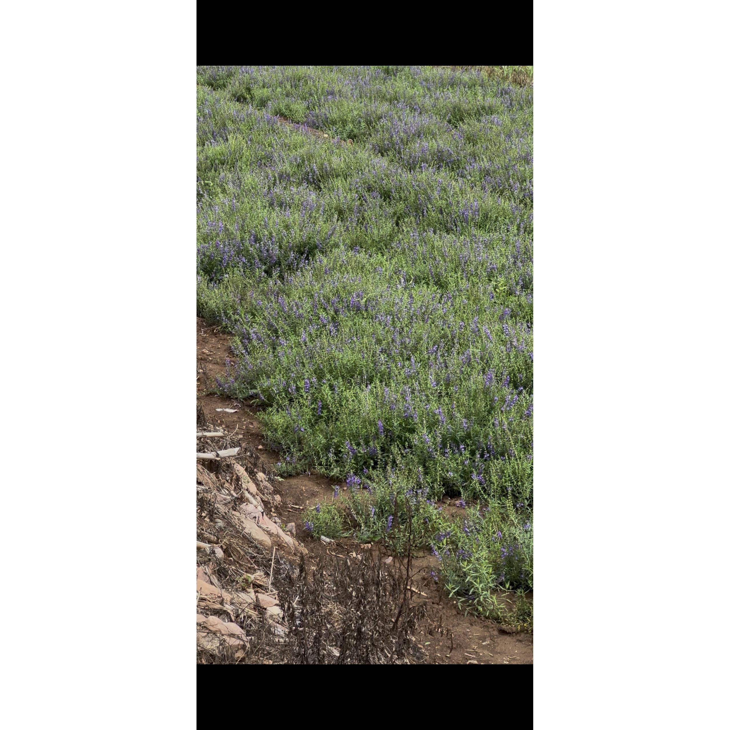 优质黄芩种子老品种新种子颗粒饱满发芽率高黄芩种植优选种子基地