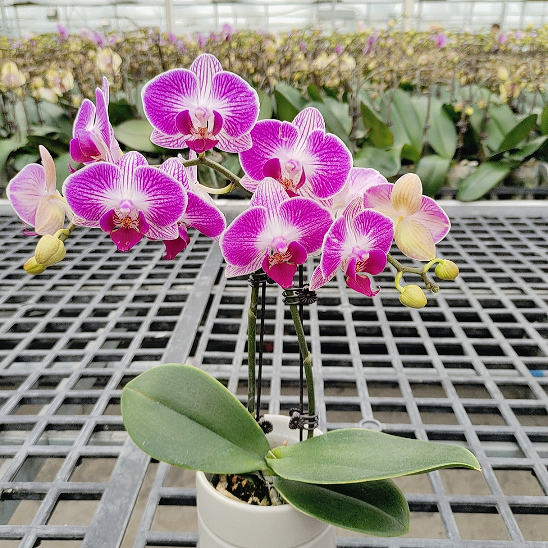 成功【红双喜】蝴蝶兰精致花卉盆栽四季植物