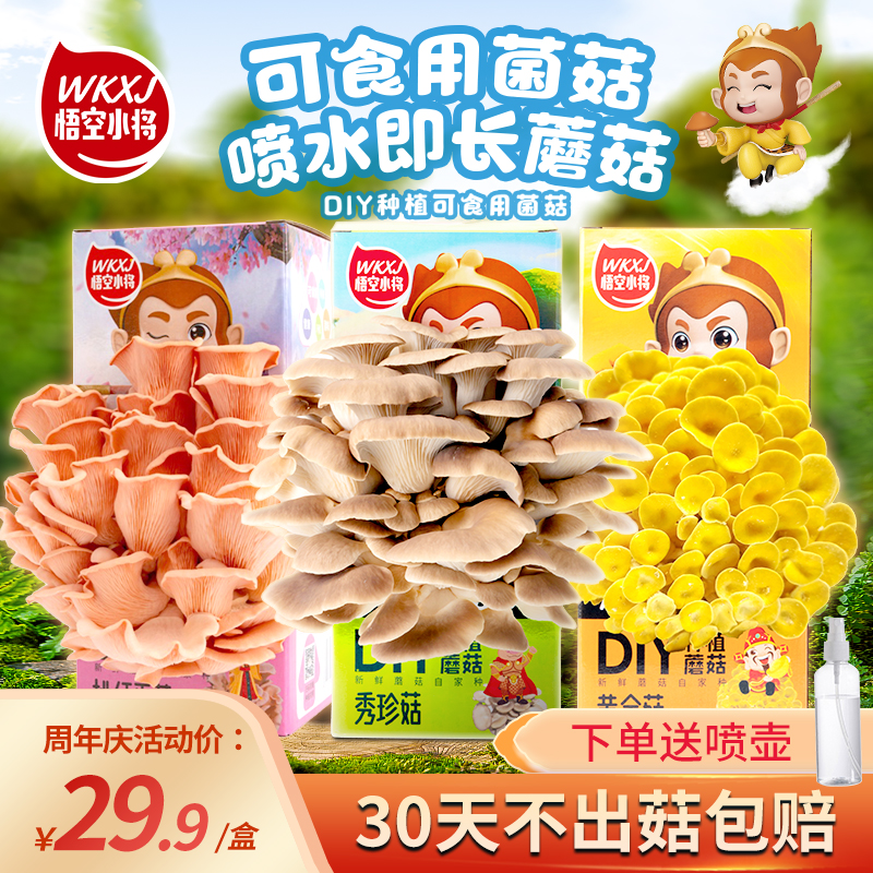 悟空小将【第二盒优惠】蘑菇盒子家庭种植食用菌棒菌包秀珍菇包生长