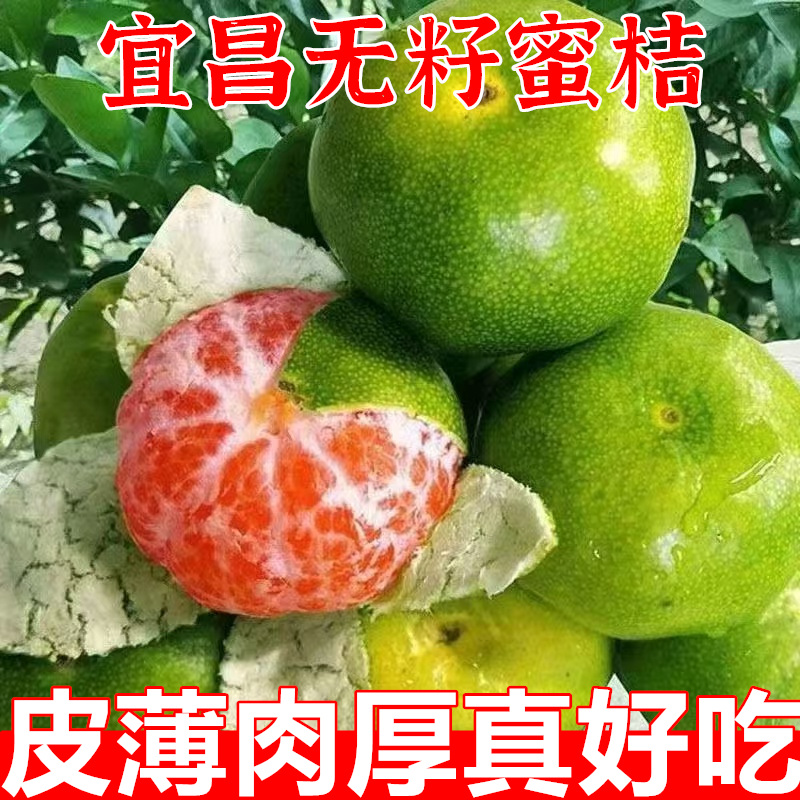 正宗高山宜昌蜜橘特早熟桔子新鲜水果9斤当季5青皮无籽孕妇整箱10