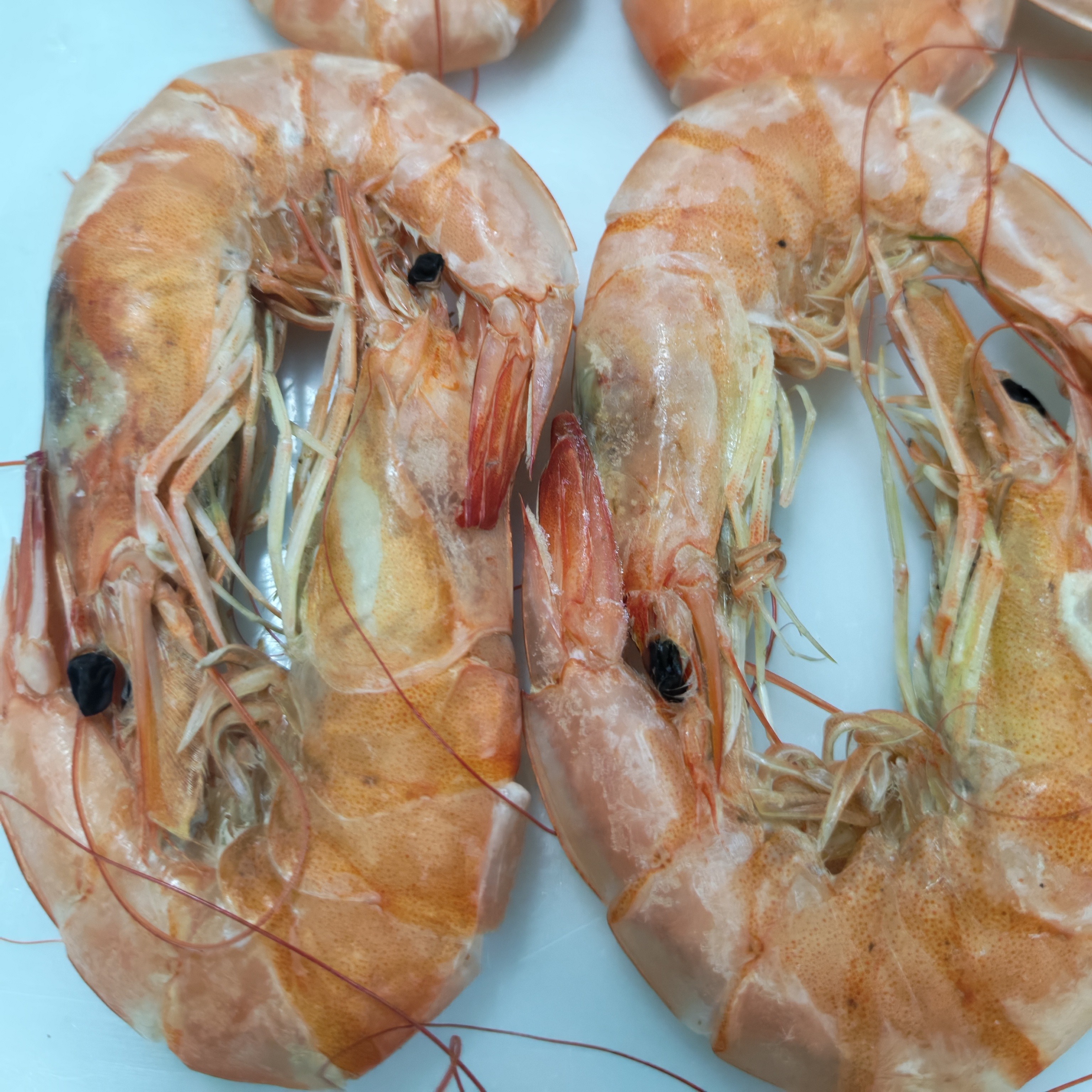 东营盐煮大虾真实微咸即食味道可口每单3斤熟虾即食大虾