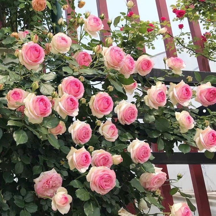 拍三发四爬藤月季花蔷薇花爬藤四季开盆栽庭院四季开花