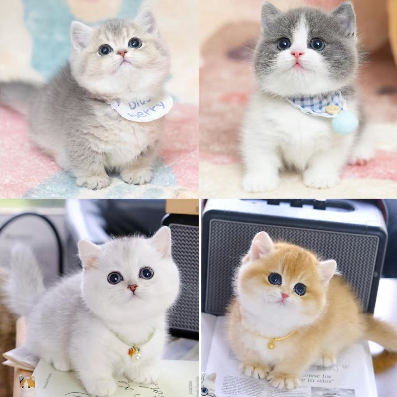 活体宠物猫咪幼猫Ⅱ1