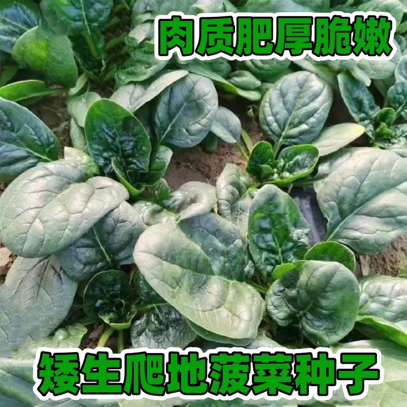 【矮生趴地菠菜种子】家庭阳台小院四季种植盆栽地栽易种易活