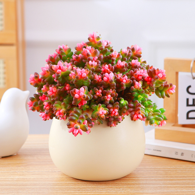 2023珊瑚珠锦多肉植物彩色浆果多肉盆栽红色虹之玉多肉新手好养活