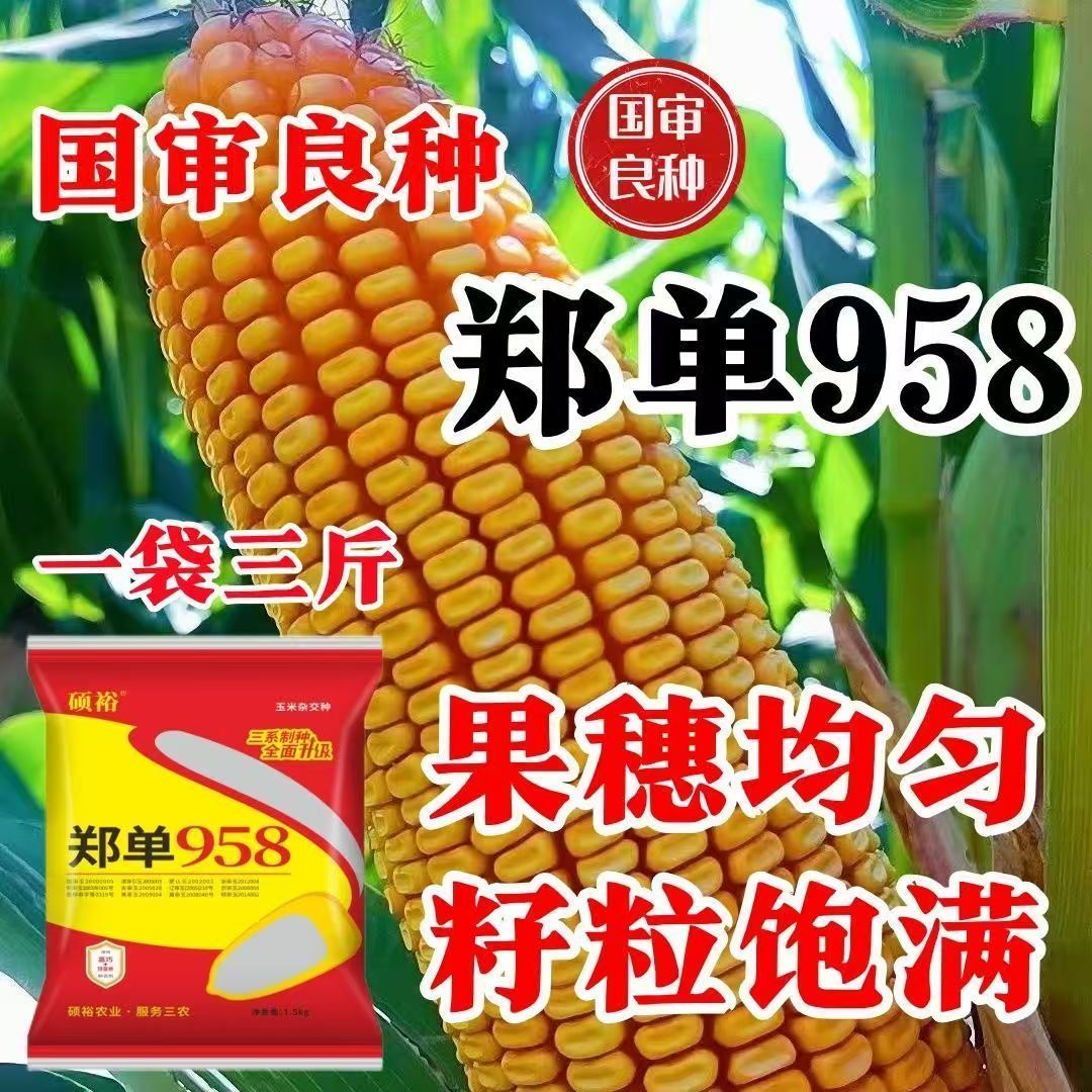 玉米种子高产国审郑单958春播夏播南方北方稳产抗旱抗病抗虫正品