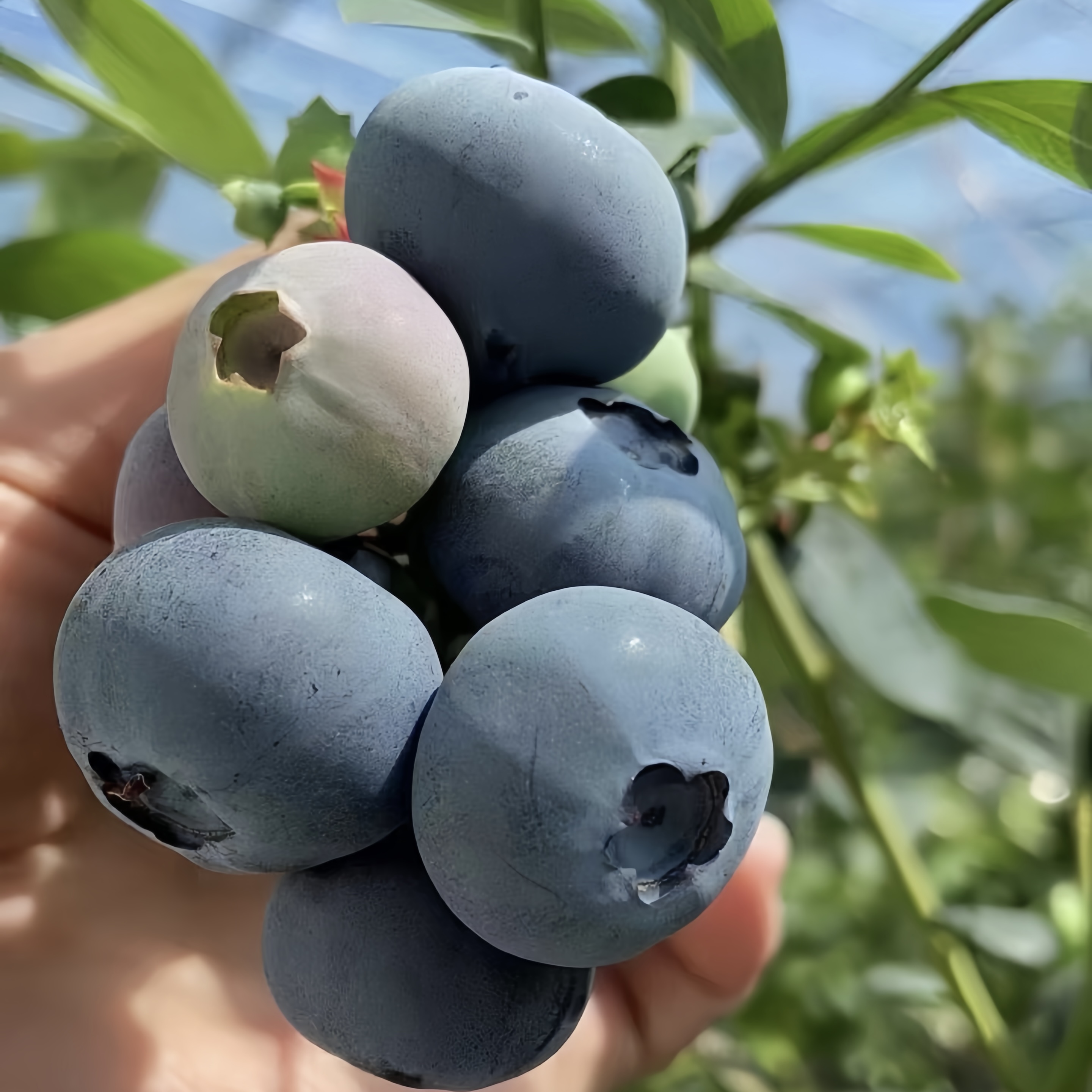 「L25花香蓝莓」正宗丹东宝宝蓝莓纯甜无酸花香浓郁产区现摘空运