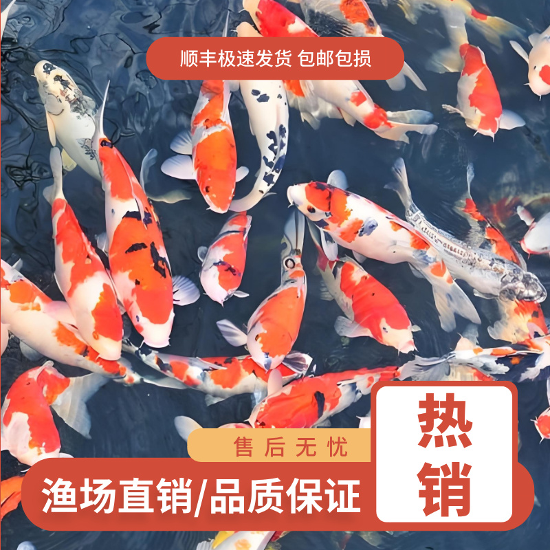 24-28锦鲤活鱼观赏鱼冷水淡水好养耐活红白大正德系锦鲤观赏鱼