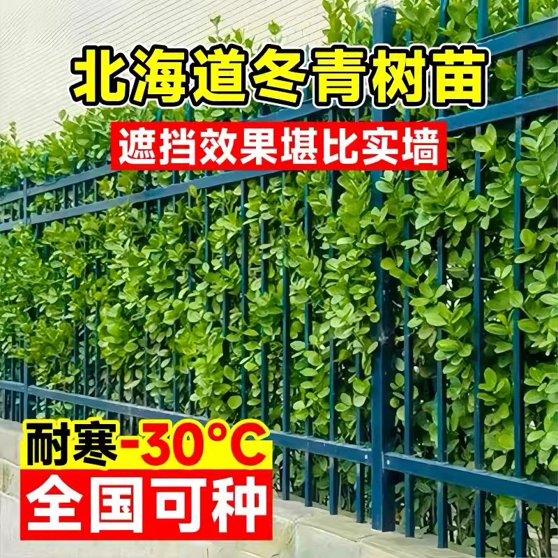 庭院围墙篱笆植物大叶北海道黄杨苗冬青树苗四季常青耐寒