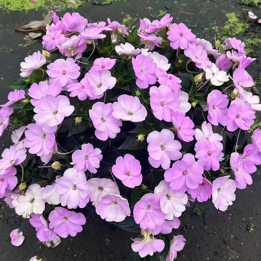 凤仙花桑蓓斯盆栽带花苞四季开耐热喜水好养阳台庭院美观赏新手