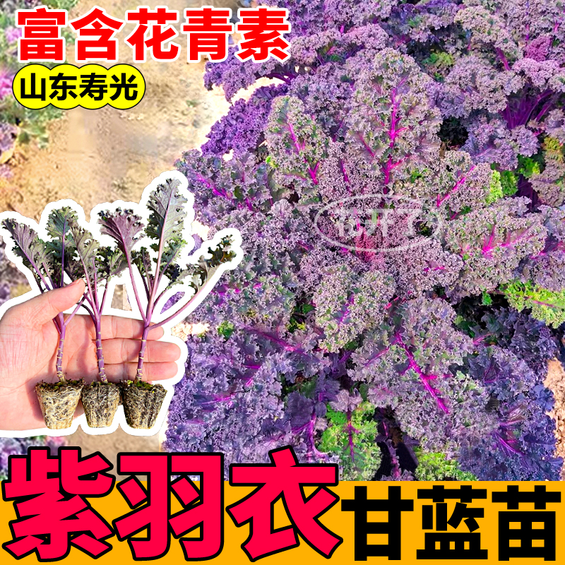 高产紫羽衣甘蓝苗秧粉绿羽衣甘蓝种苗超耐寒高产四季盆栽阳台小院