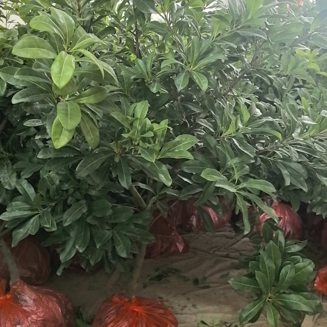 【东魁2】各种盆栽盆景绿植带土浙江仙居发货