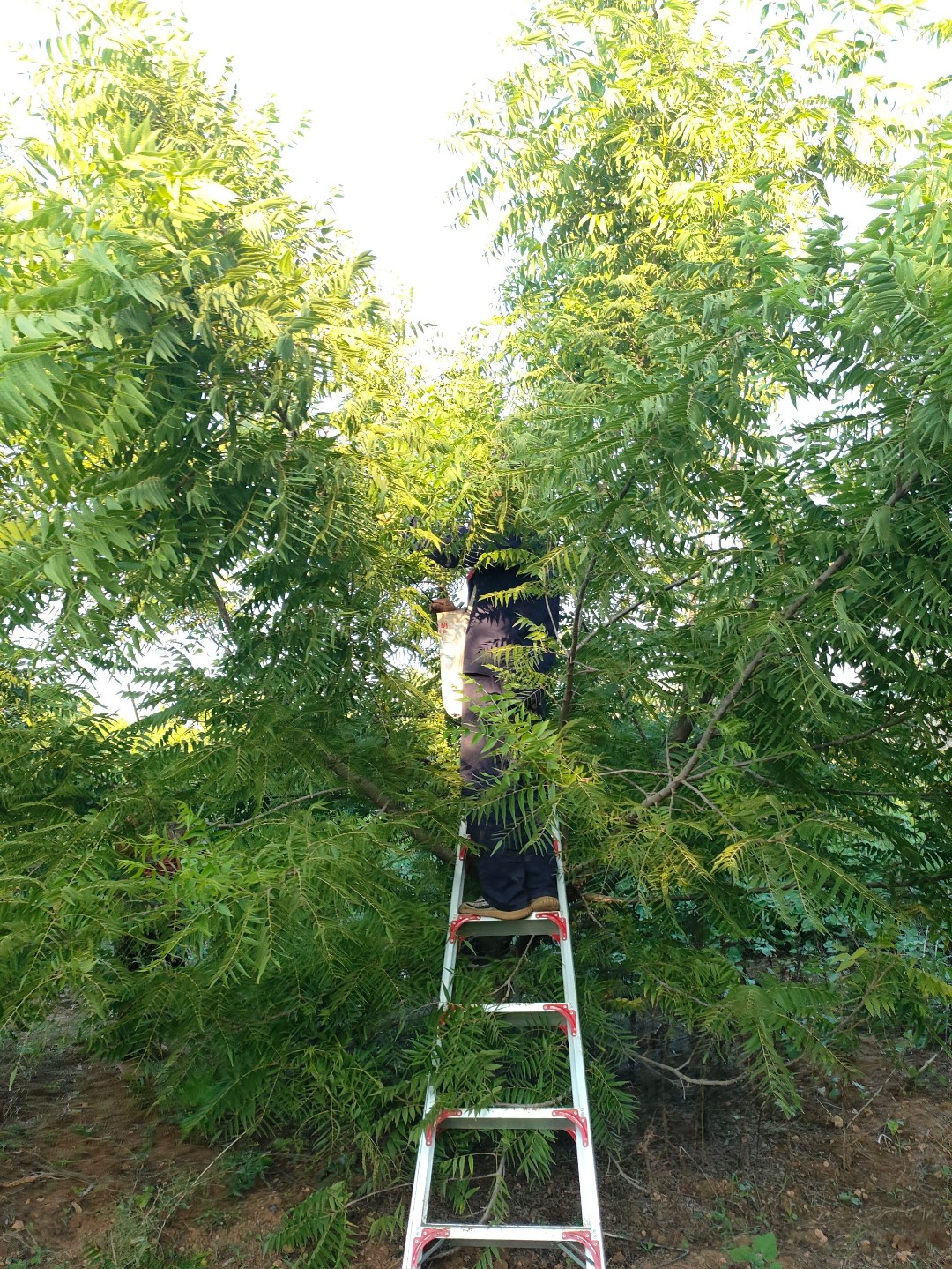 原皮小尺寸聚宝盆原皮原色精挑精卡颗颗饱满手持纹路清晰文玩手串