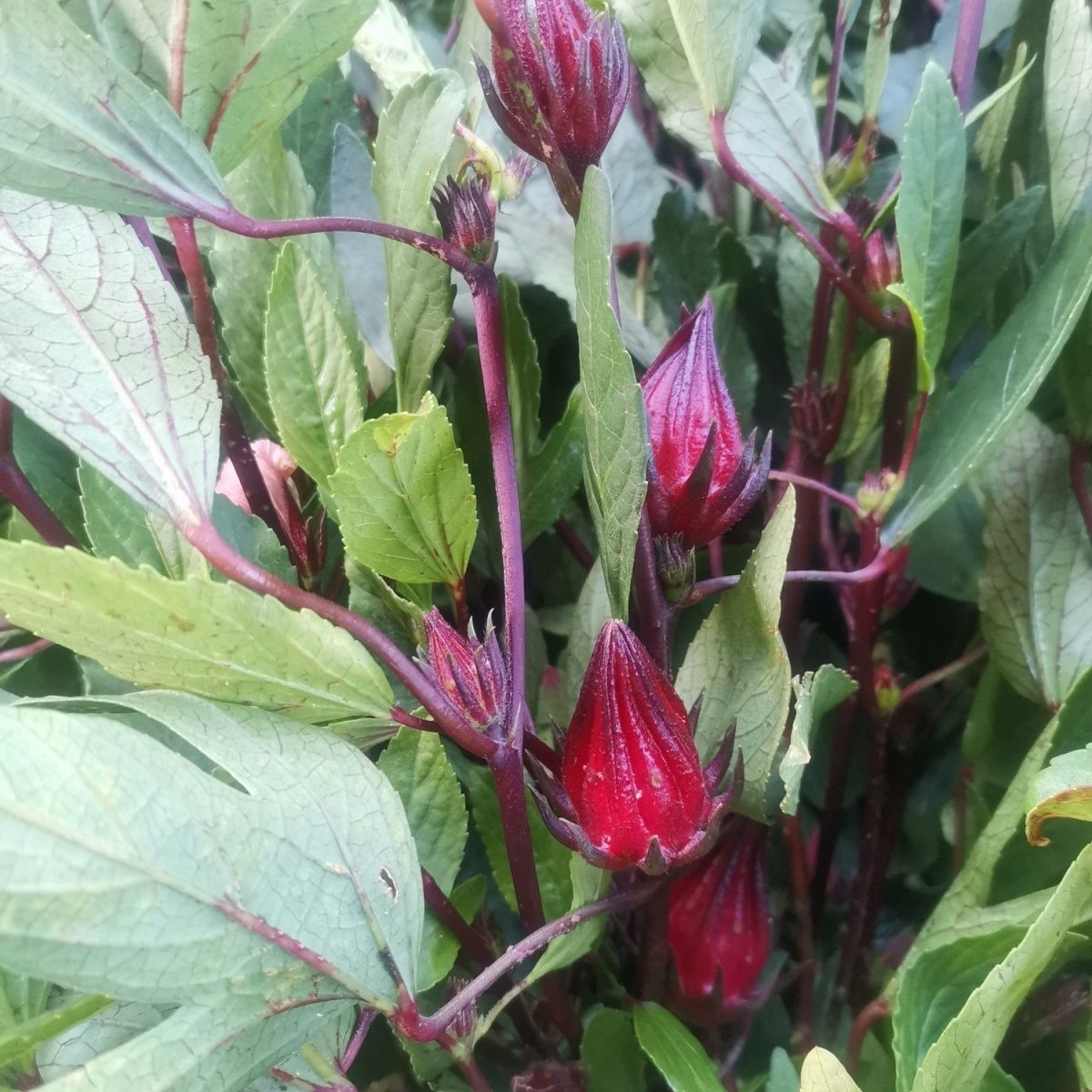 云南新鲜野生洛神花枝条玫瑰茄树枝缅甸老缅草四季臭草现採包邮