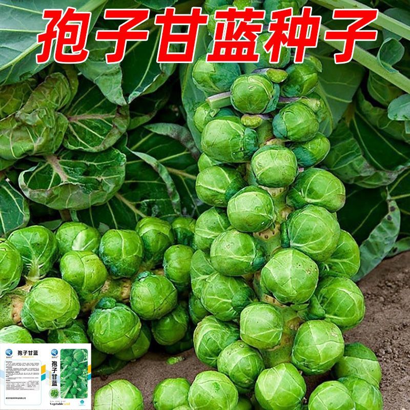孢子甘蓝种子四季播种抱子甘蓝小包菜卷心菜包心菜秋冬蔬菜种子
