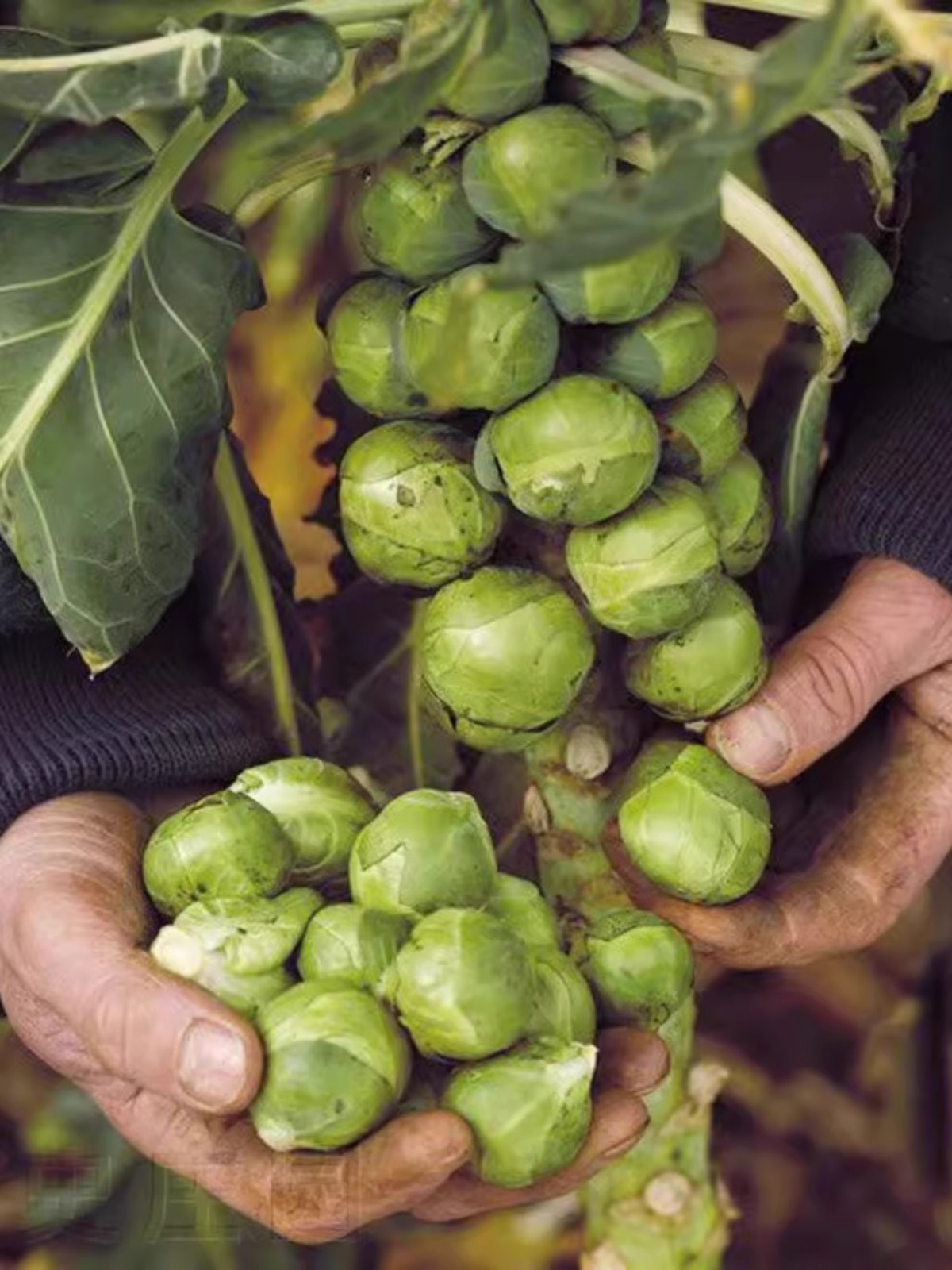 新鲜抱子甘蓝迷你小包菜轻食蔬菜现采现摘小卷心菜