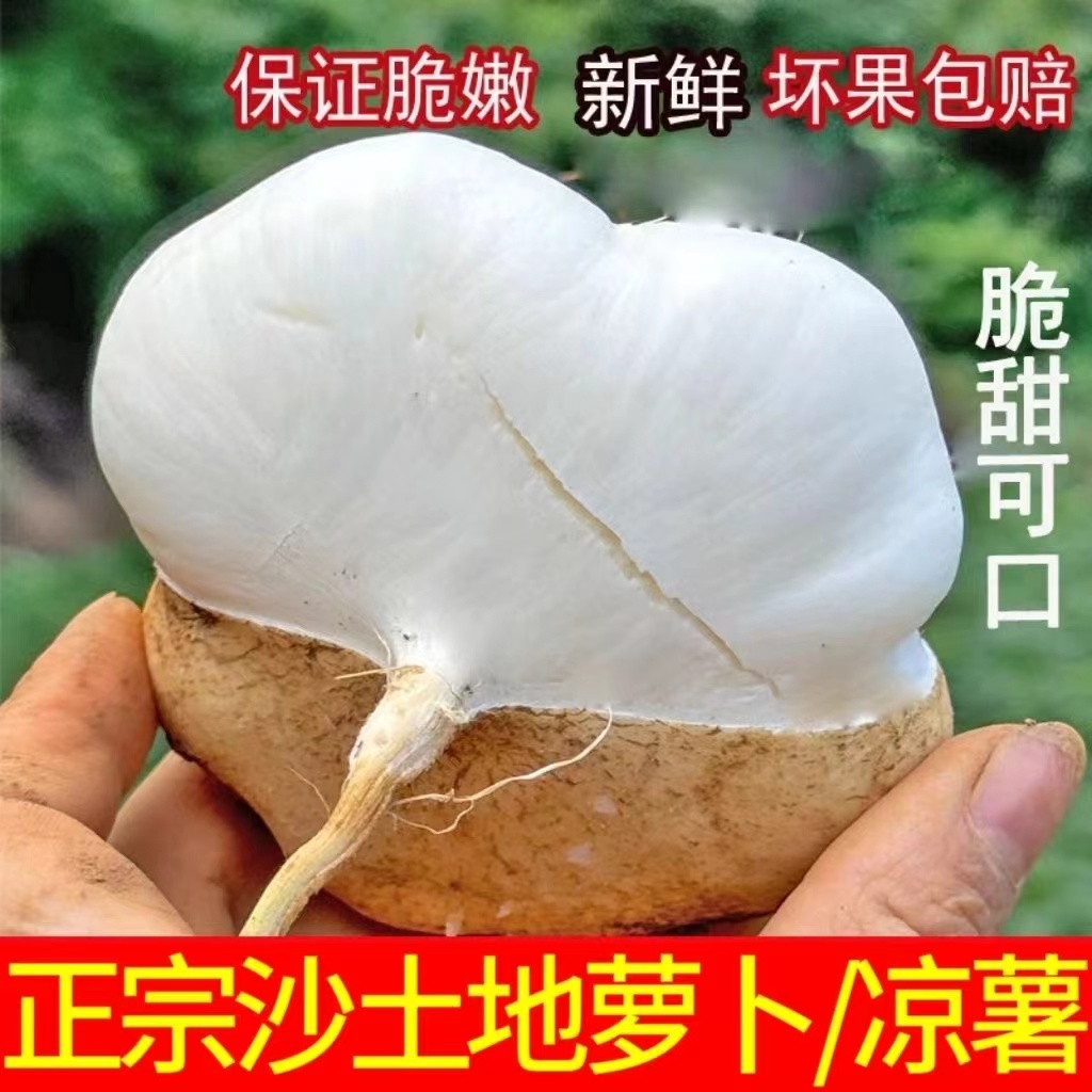 【小果福利】新鲜凉薯白地瓜现摘沙葛5/9斤皮薄肉厚脆甜多汁