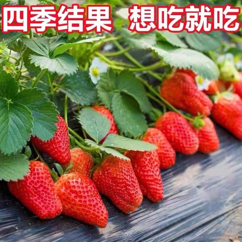 yl【奶油草莓苗】盆栽南北方阳台水果庭院种植果树苗