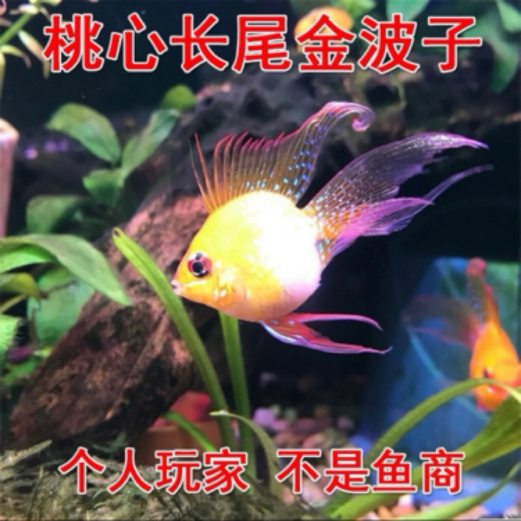 【买5条发6条备损1条】备损1条不在包损范围，不论死什么品种公或母