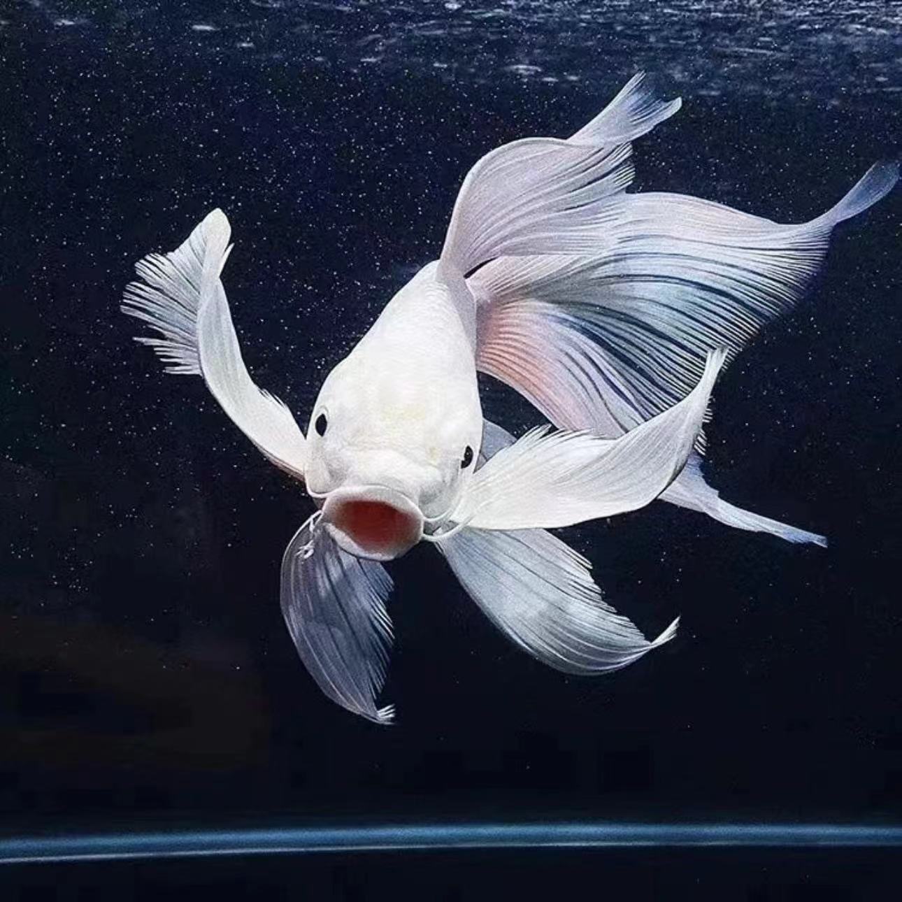 501-600号普身蝴蝶鲤各色锦鲤