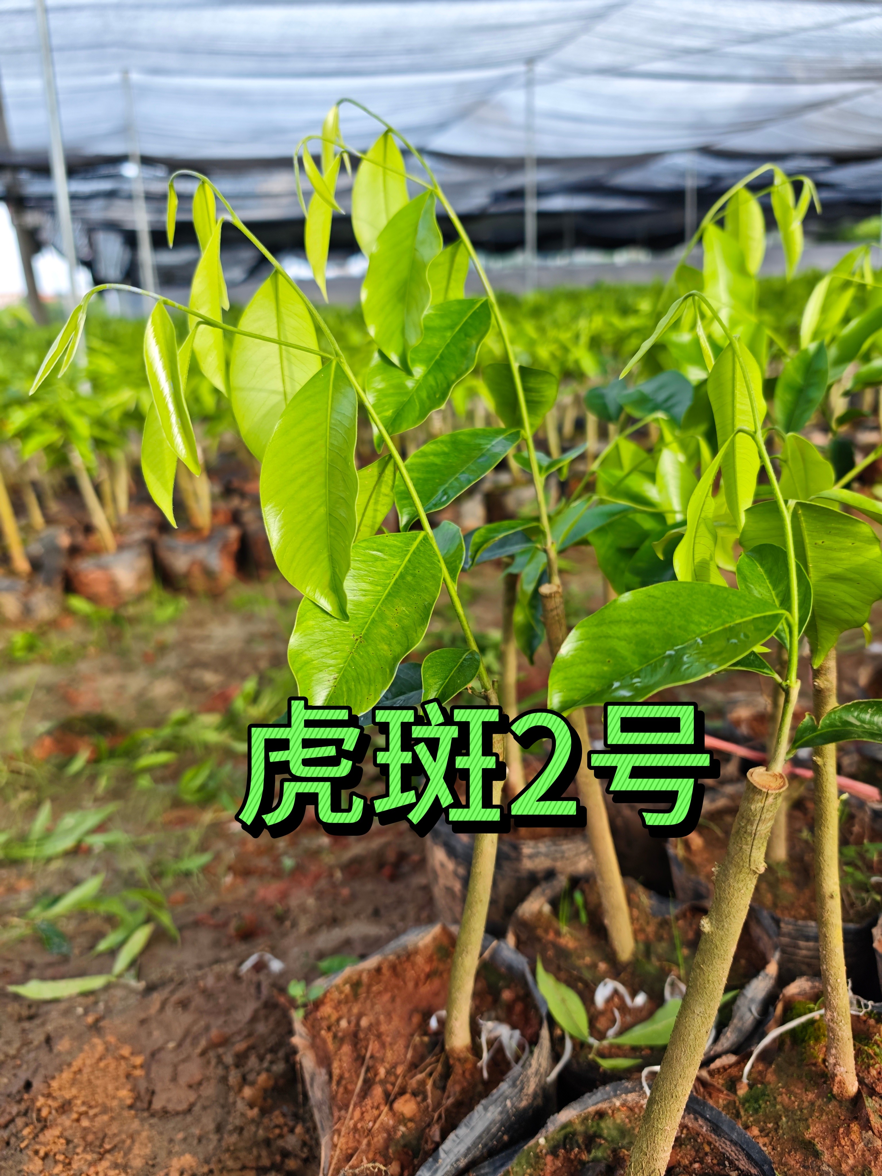 【虎斑 2号】虎斑树心油品种正宗一代老母树嫁接树苗国香科免打孔