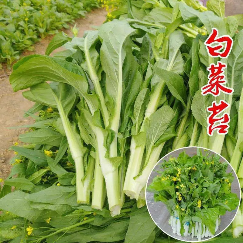 【下单就发3包】白菜苔种子菜种苔菜四季菜心菜苔绿色蔬菜菜籽菜种