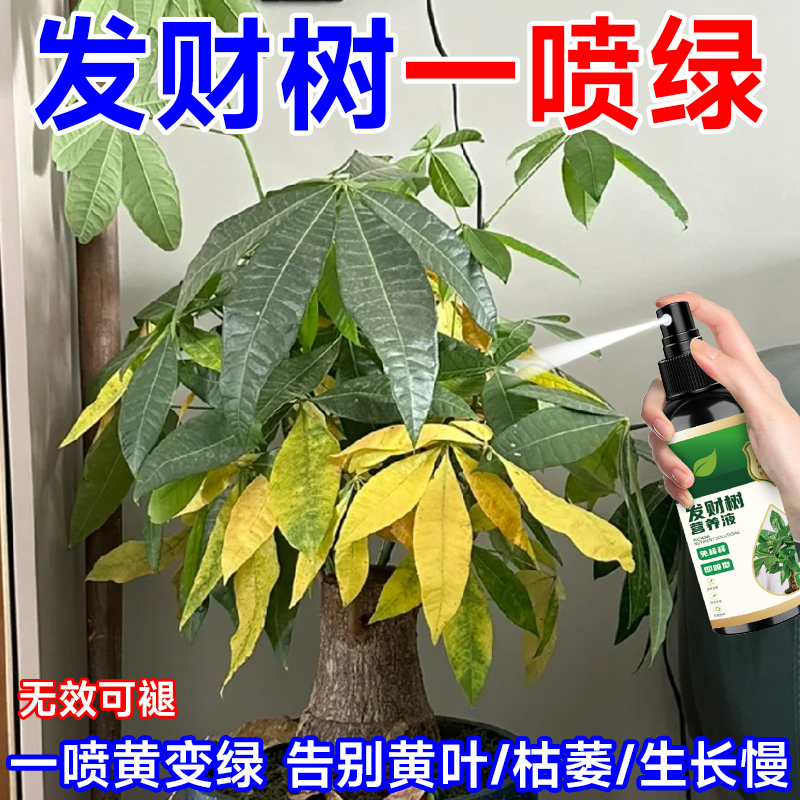 发财树营养液营养液改善不长叶落叶掉叶子助壮根长新叶壮苗生长